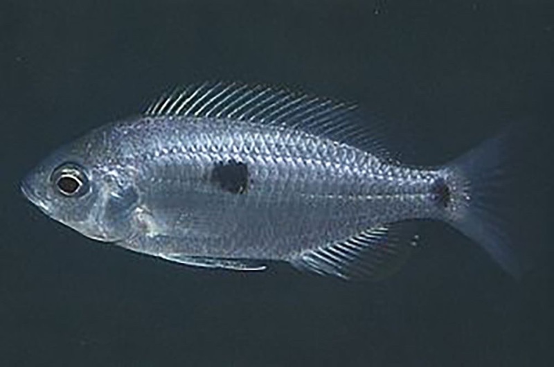 Copadichromis sp. 'mloto reef' Higga Reef